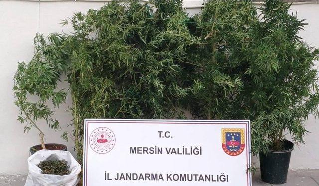 Mersin’de kenevir ekip uyuşturucu üreten şüpheli yakalandı
