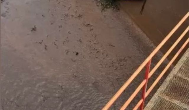 Osmaniye’de baraj kapakları açıldı, yüzlerce balık telef oldu