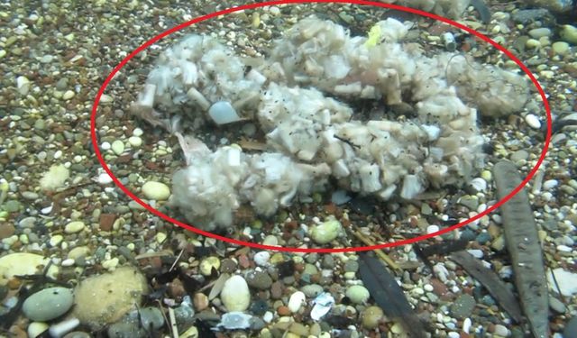 Sigara izmaritleri denizde pamuk tarlasına dönüştü