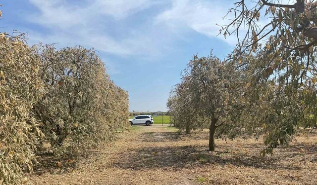 Şiddetli don greyfurt üreticilerini mağdur etti