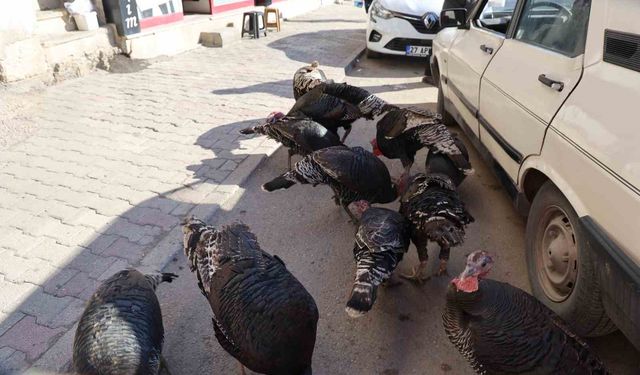 Adana'da ilginç görüntü: Hindiler çarşıda gezdirilerek satılıyor