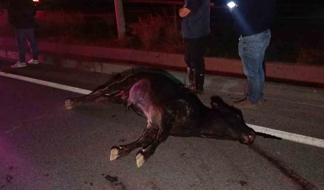 Ağıldan kaçan inek, araçların çarpması sonucu telef oldu