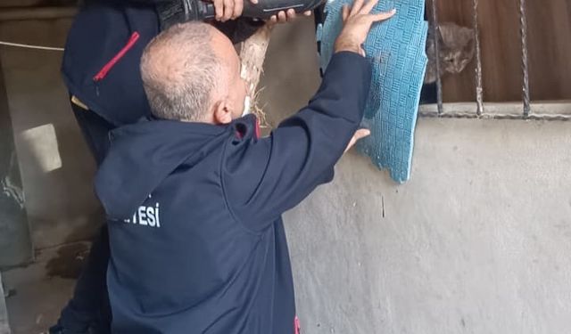 Antakya'da kedi kurtarma operasyonu