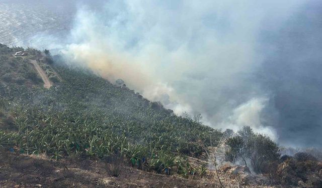 Antalya'da muz bahçesinde yangın