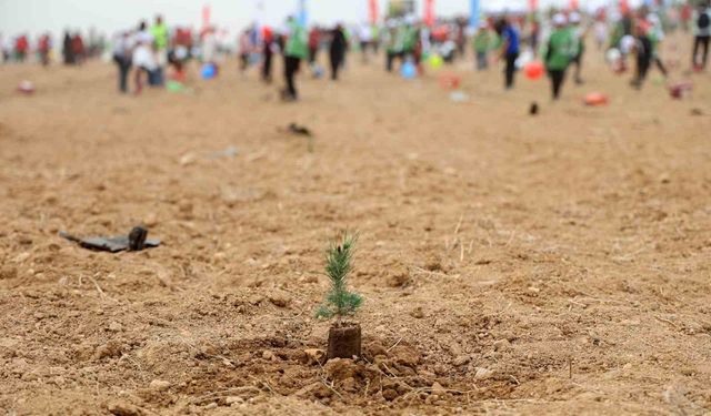 ATÜ yeşil kampüs olma yolunda ilerliyor: Dikilen fidan sayısı 22 bin 500'ü buldu