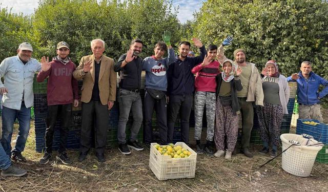 Binlerce ailenin geçim kaynağı limonun başkentinde hasat zamanı
