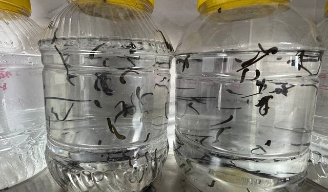 Eğirdir'de yılda 20 bin tıbbi sülük kontrollü ortamda üretiliyor