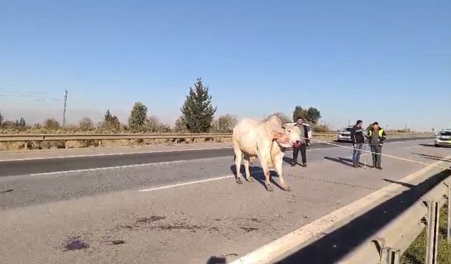 Firari anguslar uyuşturucu iğneyle tek tek avlandı
