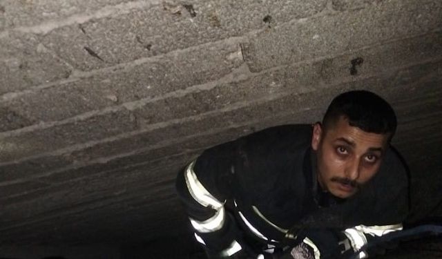 Havalandırma boşluğuna düşen yavru kediyi itfaiye kurtardı