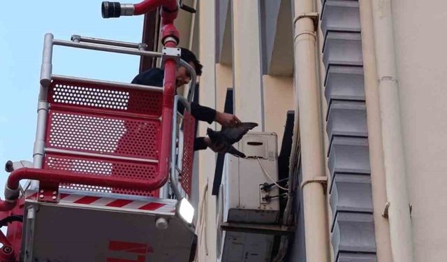 İskenderun'da klima motoruna dolaşan kuş kurtarıldı