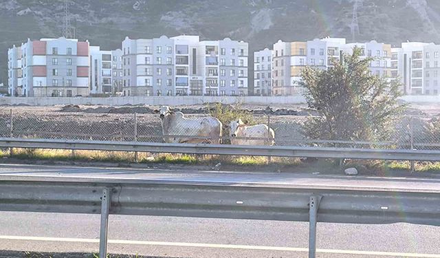 Kaza yapan tırdan kaçan anguslar şehir turunda