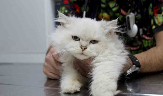 Kedide dünyada görülmemiş anomali: Başarılı operasyonla sağlığına kavuştu