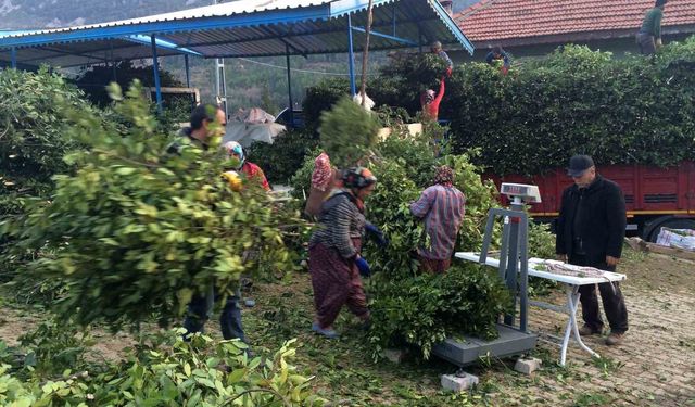 Kilogramı 25 liradan satılan defne yaprağı bir köyün geçim kanağı oldu