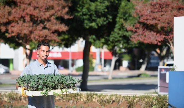 Konyaaltı'nda mevsimlik çiçek ekimi