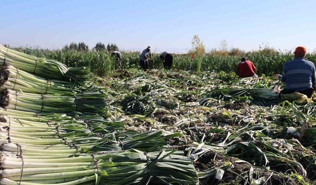 Kozan'da pırasa hasadı başladı: 20-22 TL'den alıcı buluyor