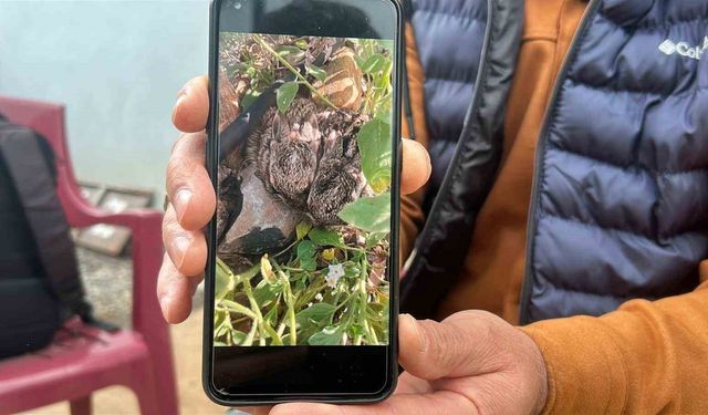 Merhametli çiftçi, yılların emeğine kemirerek zarar veren tavşanları 'Bunlar şimdi hazırlanıyor, Doğan'ın fidanını nasıl yiyeceğim diye düşünüyor' diyerek elleriyle yakaladı