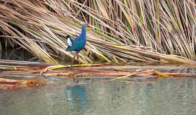Nesli tehlikedeki 'saz horozu' Göksu Deltası'nda görüntülendi