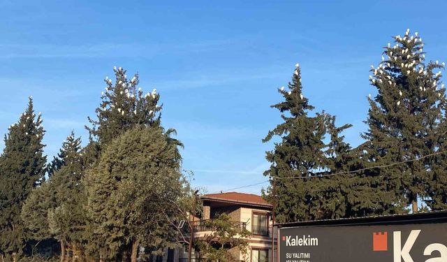 Osmaniye'de sığır balıkçıllarının kış konaklaması ilgi çekiyor