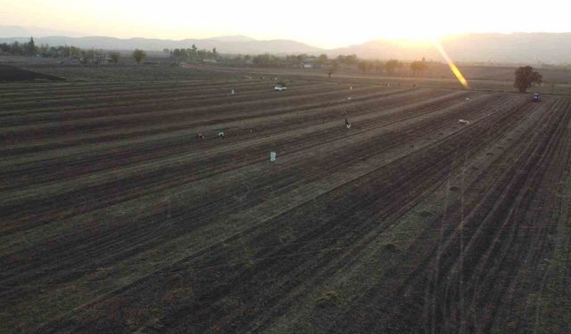 Osmaniye'nin altın ürünü yer fıstığı, hayvan yemi olarak da değerlendiriliyor
