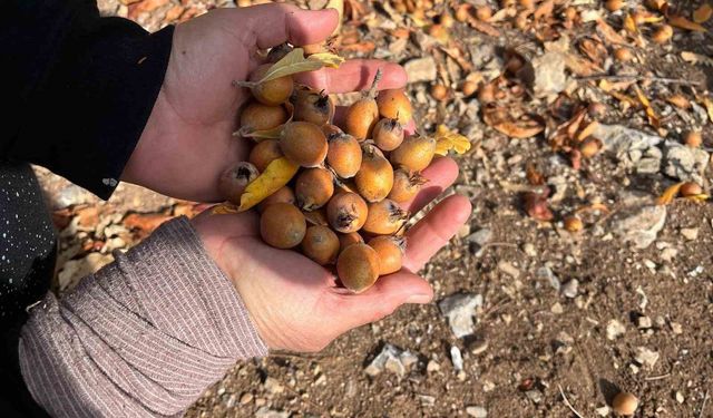 Toros Dağları'nda gizemli hayırseverin 30 yıl önce aşıladığı meyveler bölge halkına gelir oldu