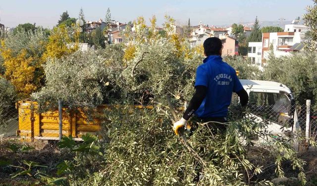 Toroslar Belediyesi zeytin ağaçlarını kesti, mahalle ayakta