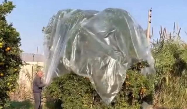 Yağmurda mandalinaya naylonlu koruma