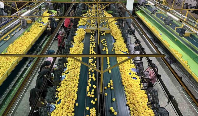 Yeni yıl öncesi narenciyede yoğun hasat