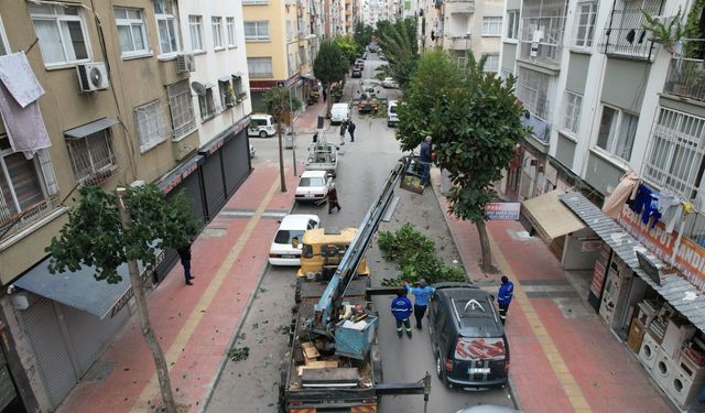 Akdeniz Belediyesi’nden Ağaç Budama Seferberliği