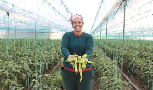 Büyükşehir’den Seracılara Sera İpi ve Tuzak Desteği