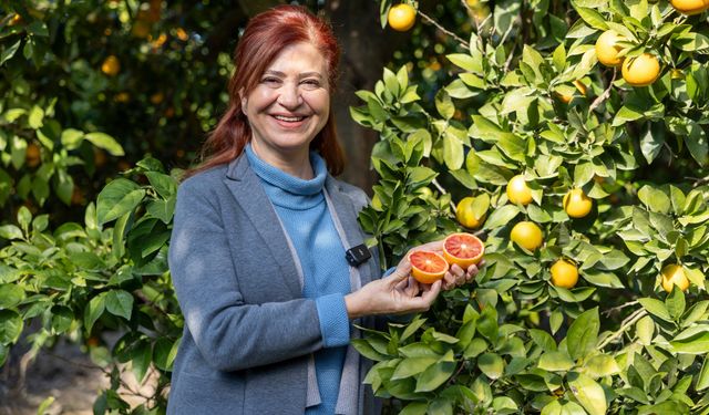 Mersin Kan Portakalı AB Tesciline Hazırlanıyor
