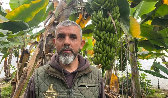 Alanya, Türkiye'nin muz ihtiyacının yüzde 40'ını karşılıyor