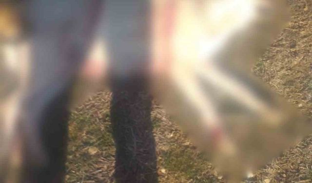 Burdur'da köpeklerin silahla öldürüldüğü iddialarına valilikten açıklama