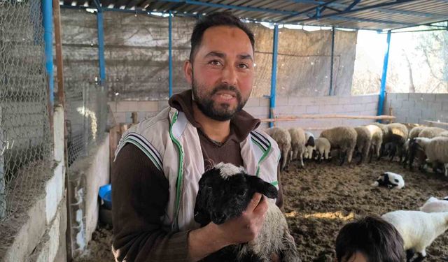 Çift başı ve 4 gözü ile doğan kuzu yaşama tutundu