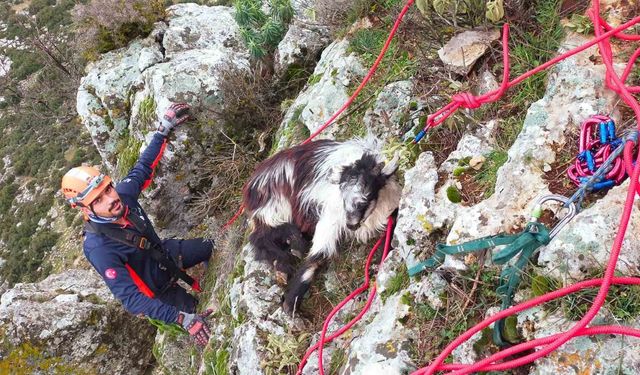 Dağda mahsur kalan keçi ekiplerce kurtarıldı