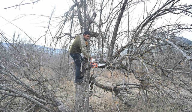 Gölcük Tabiat Parkı'nda elma bahçeleri yeniden üretime kazandırılıyor