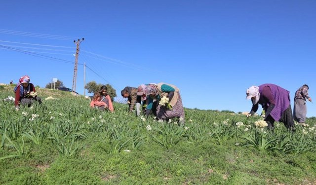 Tarsus’un Atıl Toprakları "Nergis" ile Ekonomiye Kazandırıldı