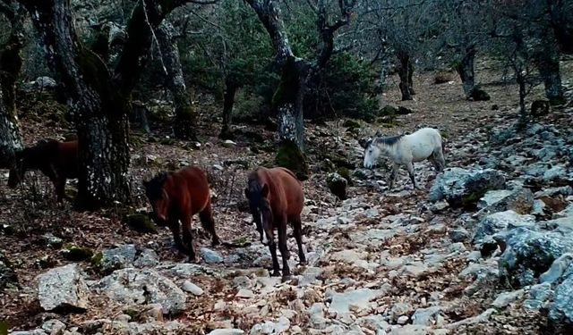 Kovada Gölü’nde Yaban Hayatı Fotokapanda