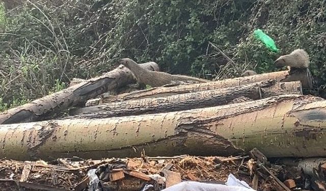 Mersin'de sansar ailesi görüntülendi