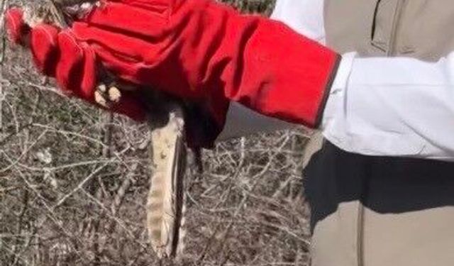 Osmaniye'de tedavileri tamamlanan şahinler, doğaya kanat çırptı