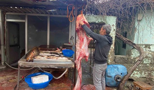 Osmaniye’de 2 metrelik dev yayın balığı vatandaşın ilgi odağı oldu