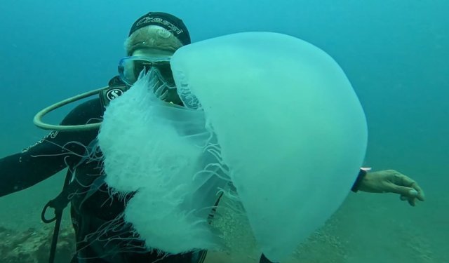 Balıkçıların kabusu oldular : Attıkları ağlara yüzlerce dev denizanası takıldı