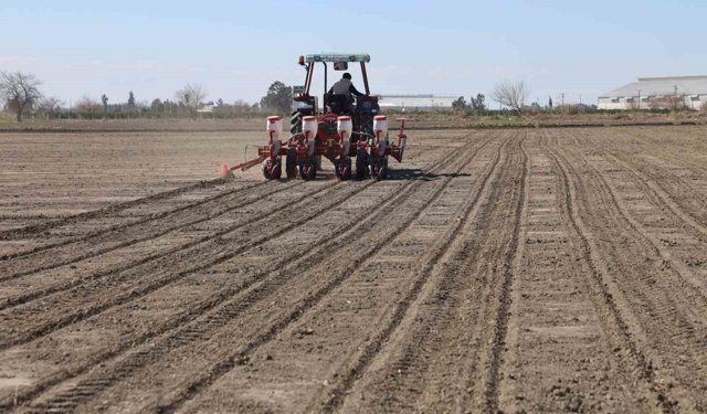 Çukurova'nın bereketli toprakları mısır ve ayçiçeği tohumları ile buluştu