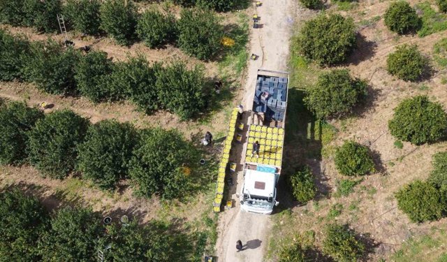 Dikenli limon üreticinin yüzünü güldürdü