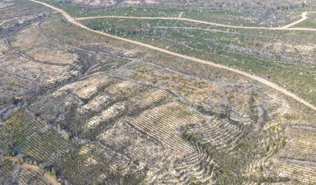 Sarıçam'da 1 milyon 200 bin fidan toprakla buluşturuldu