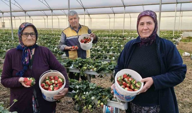 Silifke'de örtü altı çilekte bahar hasadı: Kilosu 140 ile 160 TL arasında