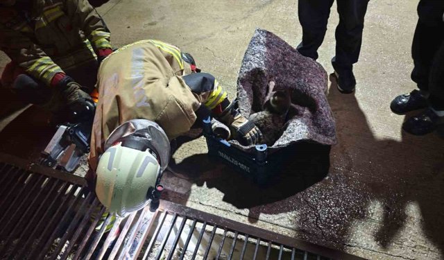 Su giderine yavrulayan anne kedi ve yavrularını itfaiye kurtardı