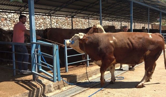 Alanya'da kurban pazarının gözdesi 1 ton 200 kilogramlık dana 450 bin TL'ye alıcı buldu