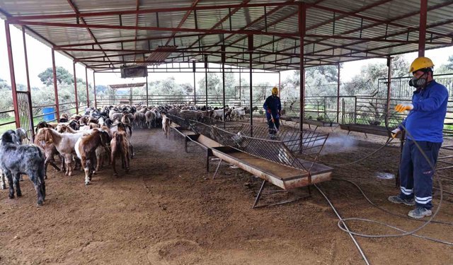 Büyükşehir'den ahırlarda karasineğe karşı mücadele