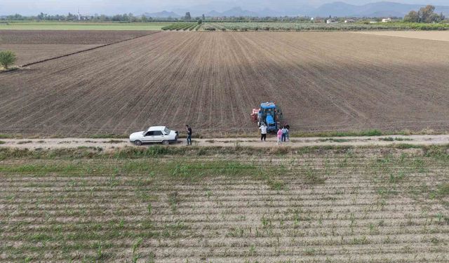 Çukurova'da arazilerini dolu vuran üretici mısırı söküp ayçiçeğine yöneldi