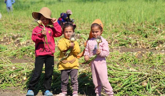 Mevsimlik tarım işçisi ailelerin çocukları okula gitmek yerine tarlada